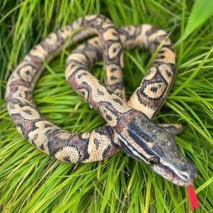 Brown Snake Plushy
