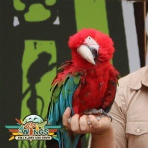 Macaw GW