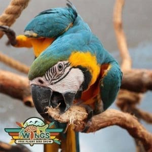 Macaw B+G