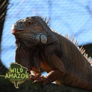 Iguana