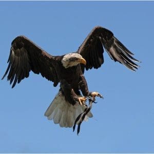 Bald Eagle