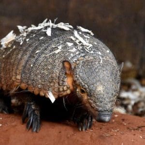 Armadillo