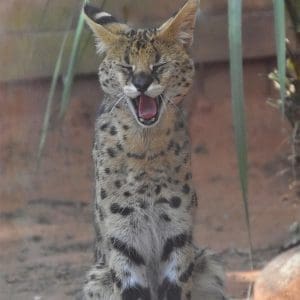 Serval