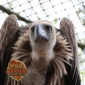 Vulture