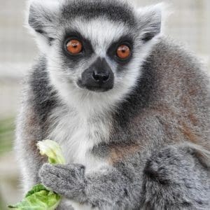 Lemur