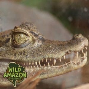 Crocodile